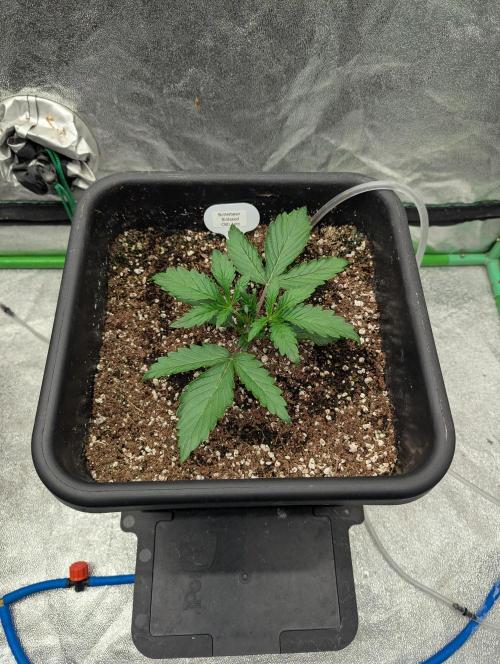 CBD Auto - Butterbean Birdseed. Week 2 - Day 10