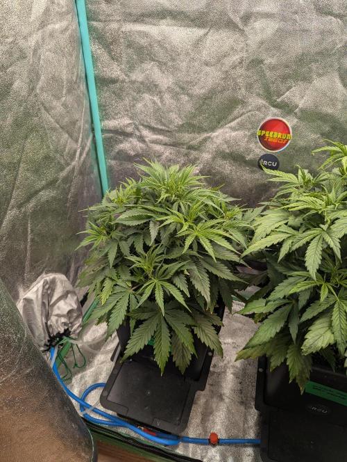 Rainambe - Harambe x Rainbow 6. Week 4 - Day 27