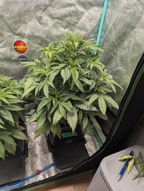 Gorilla Skunk- Harambe x Northern Skunk. Week 4 - Day 27