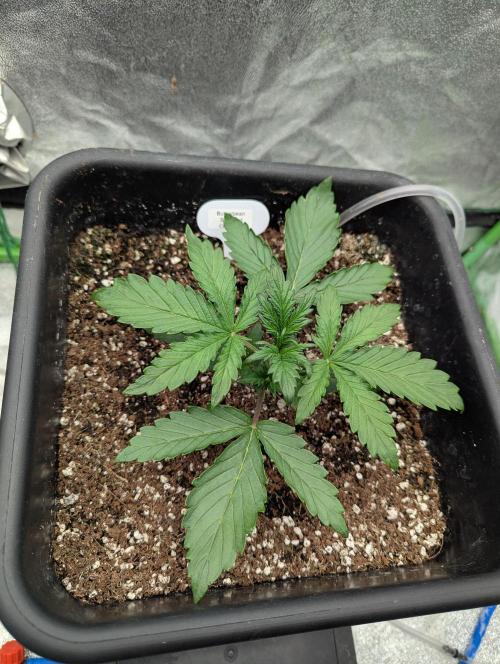 CBD Auto - Butterbean Birdseed. Week 2 - Day 11