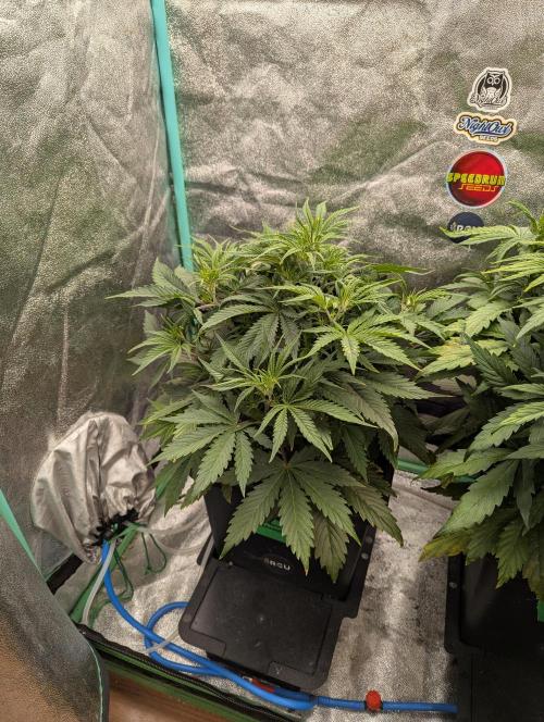 Rainambe - Harambe x Rainbow 6. Week 4 - Day 28