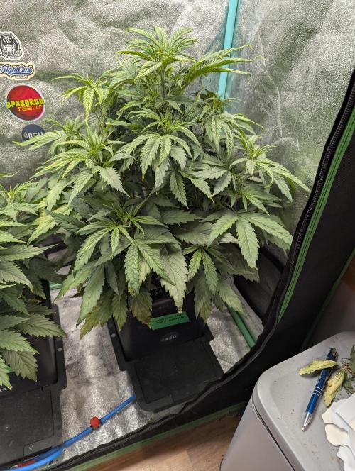 Gorilla Skunk- Harambe x Northern Skunk. Week 4 - Day 28