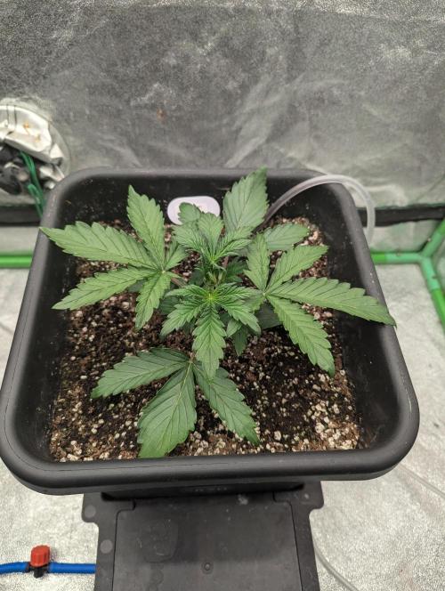 CBD Auto - Butterbean Birdseed. Week 2 - Day 12