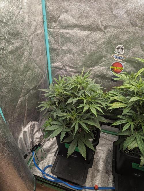 Rainambe - Harambe x Rainbow 6. Week 5 - Day 29