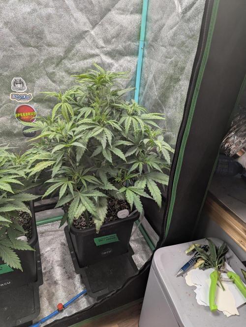 Gorilla Skunk- Harambe x Northern Skunk. Week 5 - Day 29 