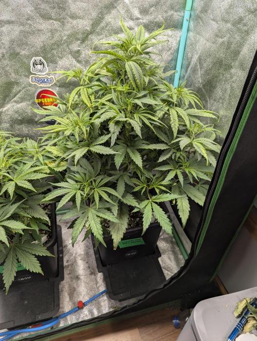 Gorilla Skunk- Harambe x Northern Skunk. Week 5 - Day 30