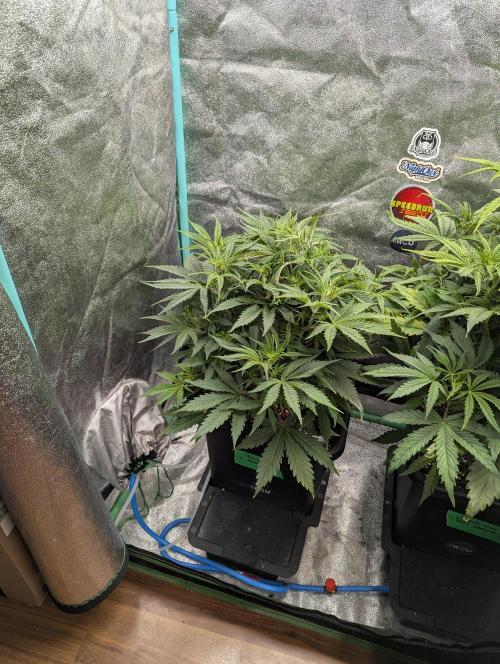 Rainambe - Harambe x Rainbow 6. Week 5 - Day 30