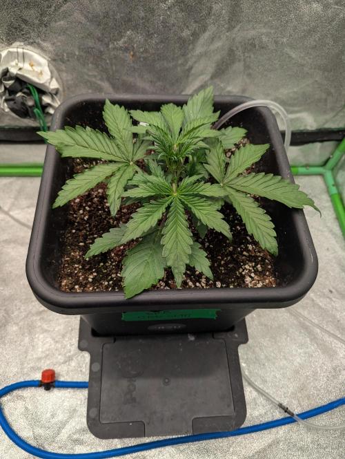 CBD Auto - Butterbean Birdseed. Week 2 - Day 13
