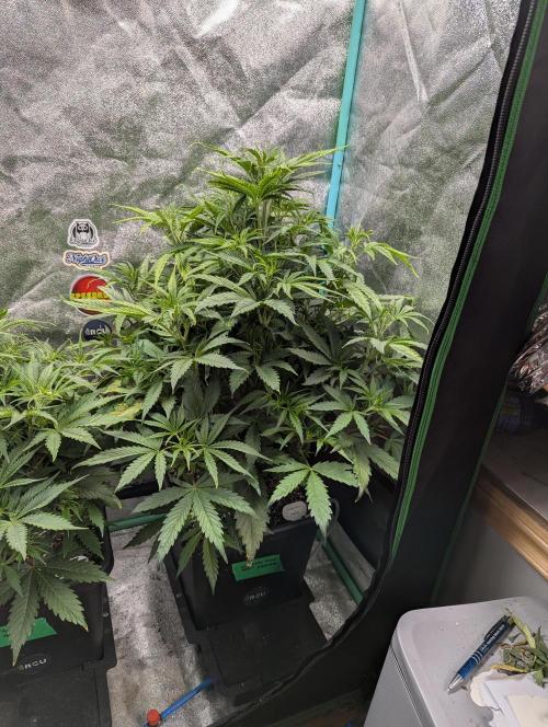 Gorilla Skunk- Harambe x Northern Skunk. Week 5 - Day 31