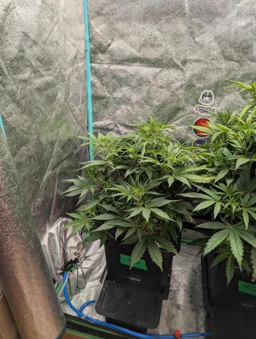 Rainambe - Harambe x Rainbow 6. Week 5 - Day 31