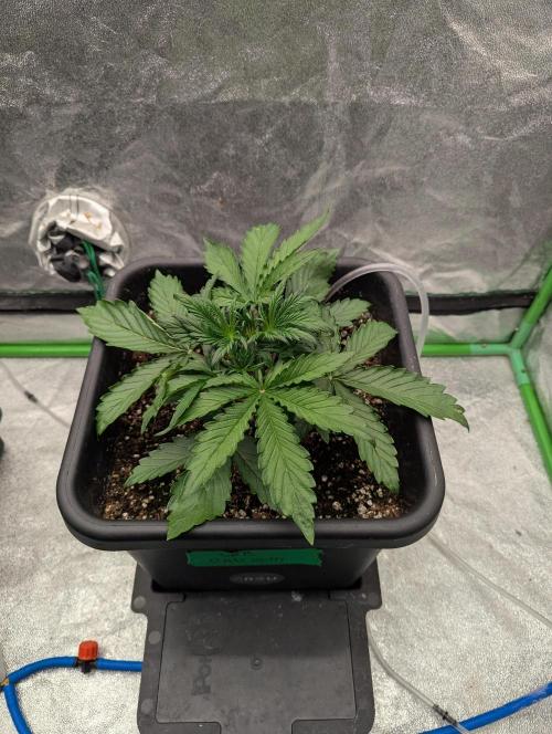 CBD Auto - Butterbean Birdseed. Week 2 - Day 14