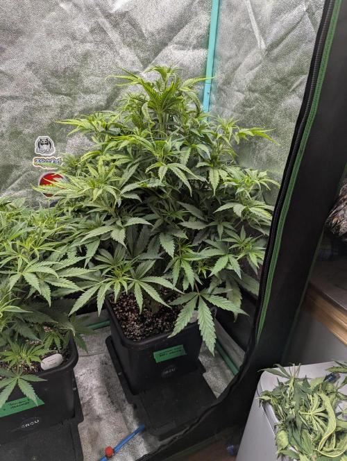 Gorilla Skunk- Harambe x Northern Skunk. Week 5 - Day 32