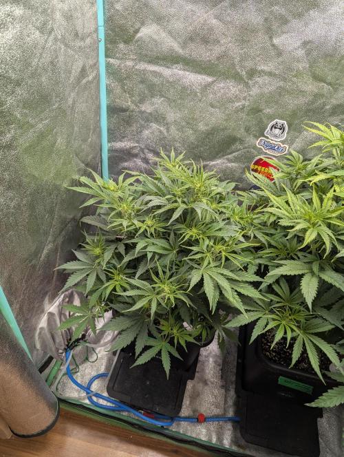 Rainambe - Harambe x Rainbow 6. Week 5 - Day 32