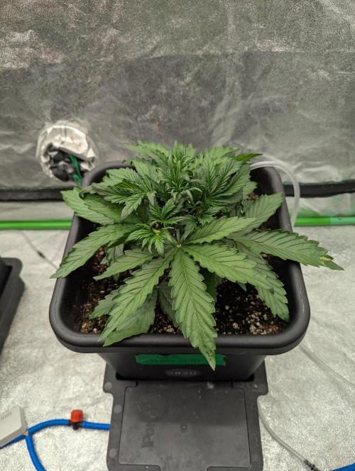 CBD Auto - Butterbean Birdseed. Week 3 - Day 15