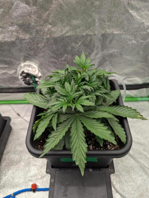 CBD Auto - Butterbean Birdseed. Week 3 - Day 16
