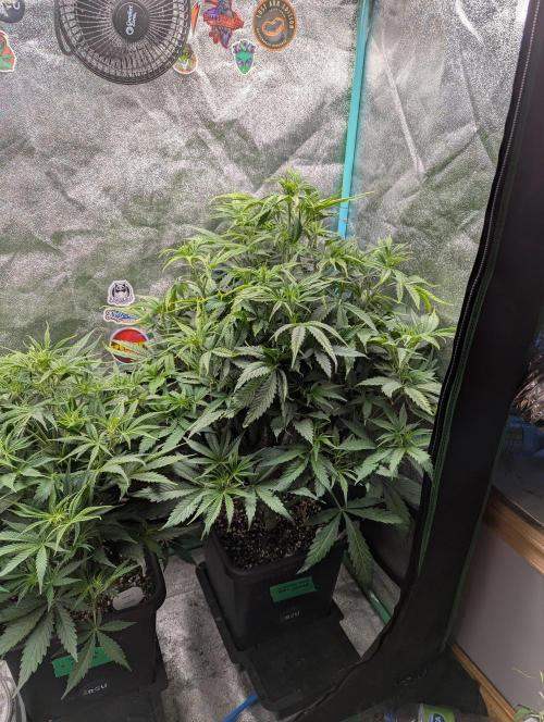 Gorilla Skunk- Harambe x Northern Skunk. Week 5 - Day 33