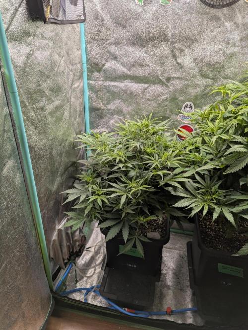 Rainambe - Harambe x Rainbow 6. Week 5 - Day 33