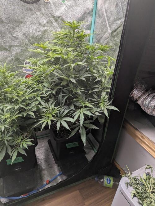 Gorilla Skunk- Harambe x Northern Skunk. Week 5 - Day 34 