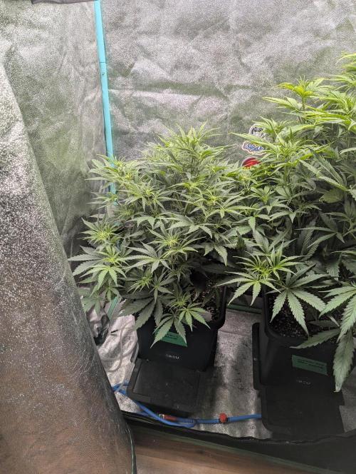 Rainambe - Harambe x Rainbow 6. Week 5 - Day 34