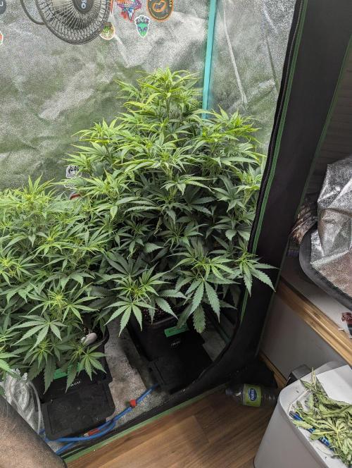 Gorilla Skunk- Harambe x Northern Skunk. Week 5 - Day 35 