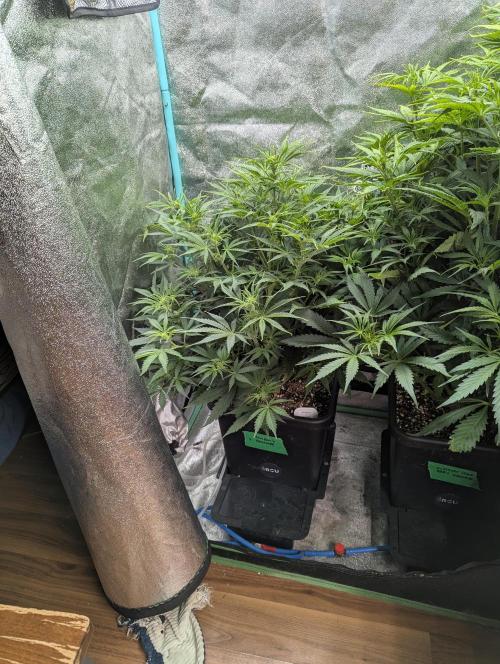 Rainambe - Harambe x Rainbow 6. Week 5 - Day 35 