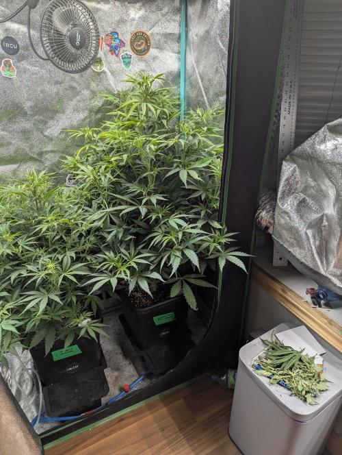 Gorilla Skunk- Harambe x Northern Skunk. Week 6 - Day 36