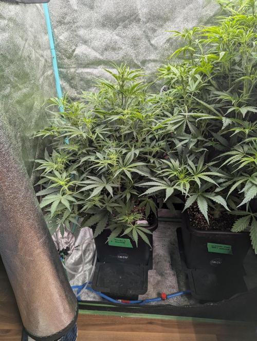 Rainambe - Harambe x Rainbow 6. Week 6 - Day 36