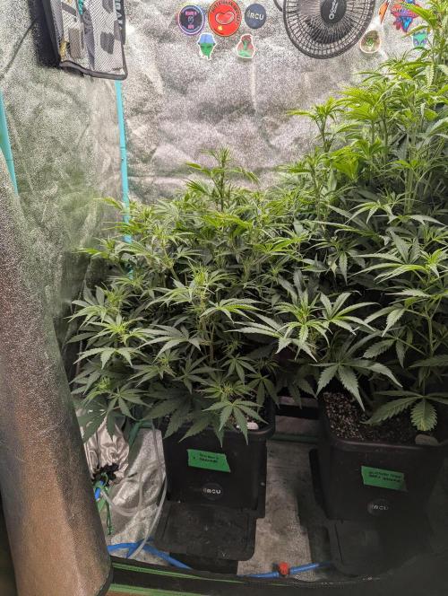 Rainambe - Harambe x Rainbow 6. Week 6 - Day 37