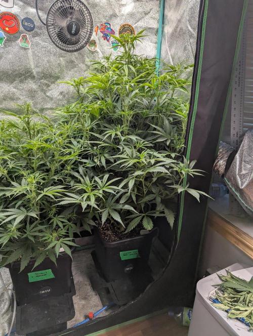 Gorilla Skunk- Harambe x Northern Skunk. Week 6 - Day 37