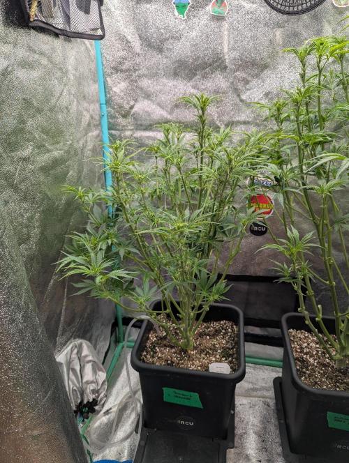 Rainambe - Harambe x Rainbow 6. Week 6 - Day 38