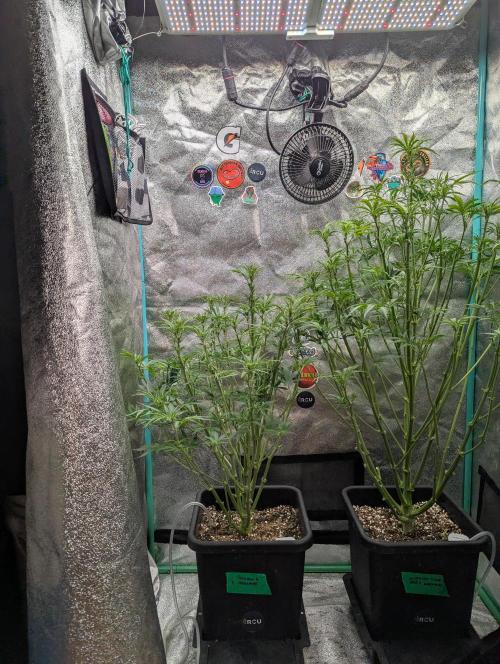 Rainambe - Harambe x Rainbow 6. Week 6 - Day 38