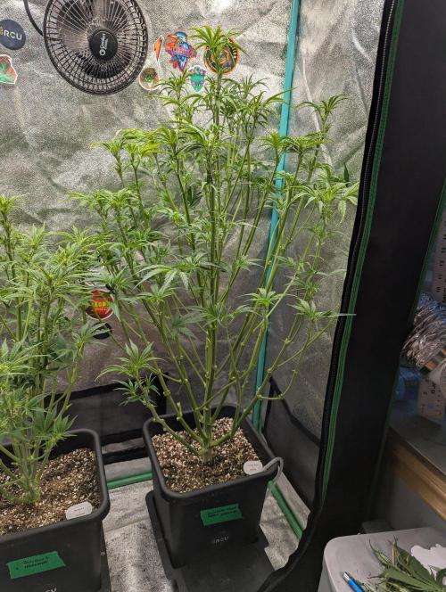 Gorilla Skunk- Harambe x Northern Skunk. Week 6 - Day 38