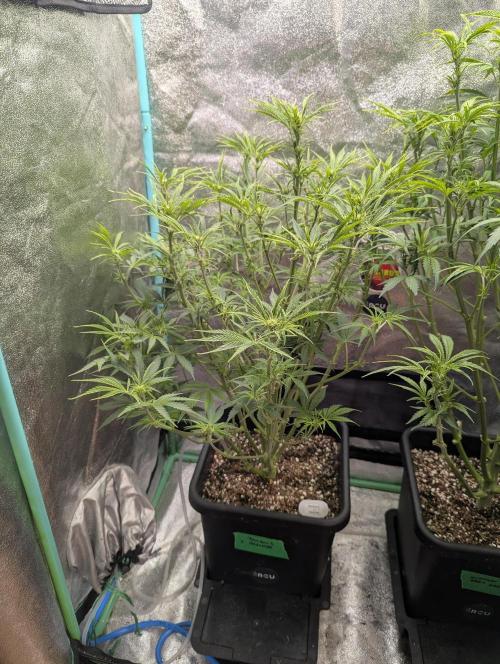 Rainambe - Harambe x Rainbow 6. Week 6 - Day 39