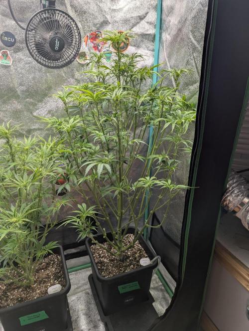 Gorilla Skunk- Harambe x Northern Skunk. Week 6 - Day 39