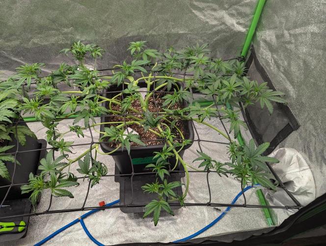 CBD Auto - Butterbean Birdseed. Week 4 - Day 23