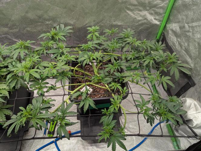 CBD Auto - Butterbean Birdseed. Week 4 - Day 24 