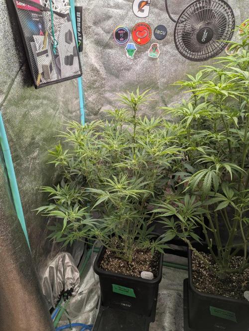 Rainambe - Harambe x Rainbow 6. Week 6 - Day 41