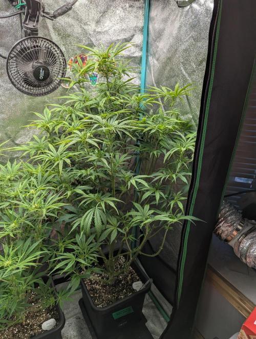 Gorilla Skunk- Harambe x Northern Skunk. Week 6 - Day 41