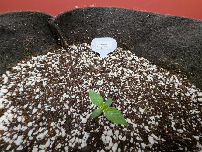 Grand Exchange  speedrun. Week 1 - Day 3 