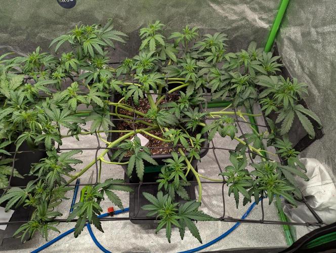 CBD Auto - Butterbean Birdseed. Week 4 - Day 25 