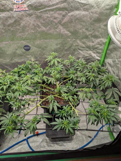 CBD Auto - Butterbean Birdseed. Week 4 - Day 26 