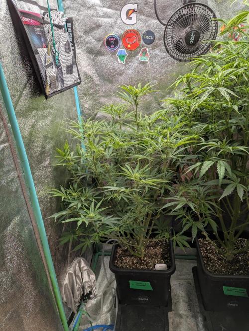 Rainambe - Harambe x Rainbow 6. Week 7 - Day 42 