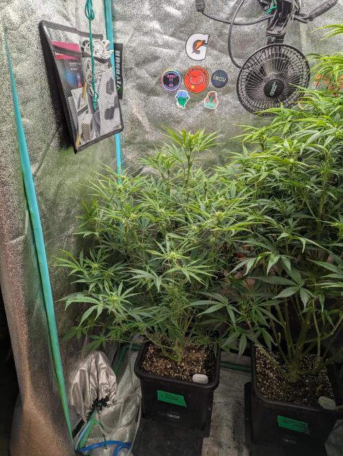 Rainambe - Harambe x Rainbow 6. Week 7 - Day 43 