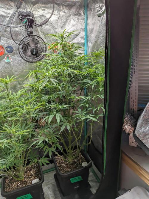 Gorilla Skunk- Harambe x Northern Skunk. Week 7 - Day 42 