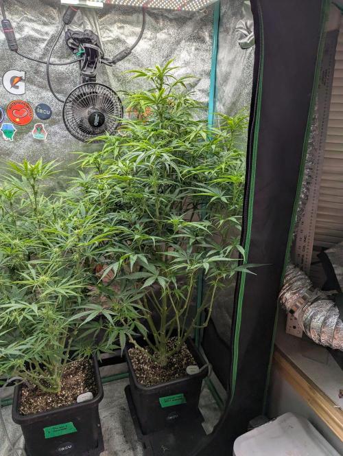 Gorilla Skunk- Harambe x Northern Skunk. Week 7 - Day 43 