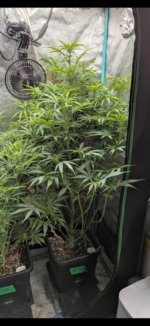 Gorilla Skunk- Harambe x Northern Skunk. Week 7 - Day 44