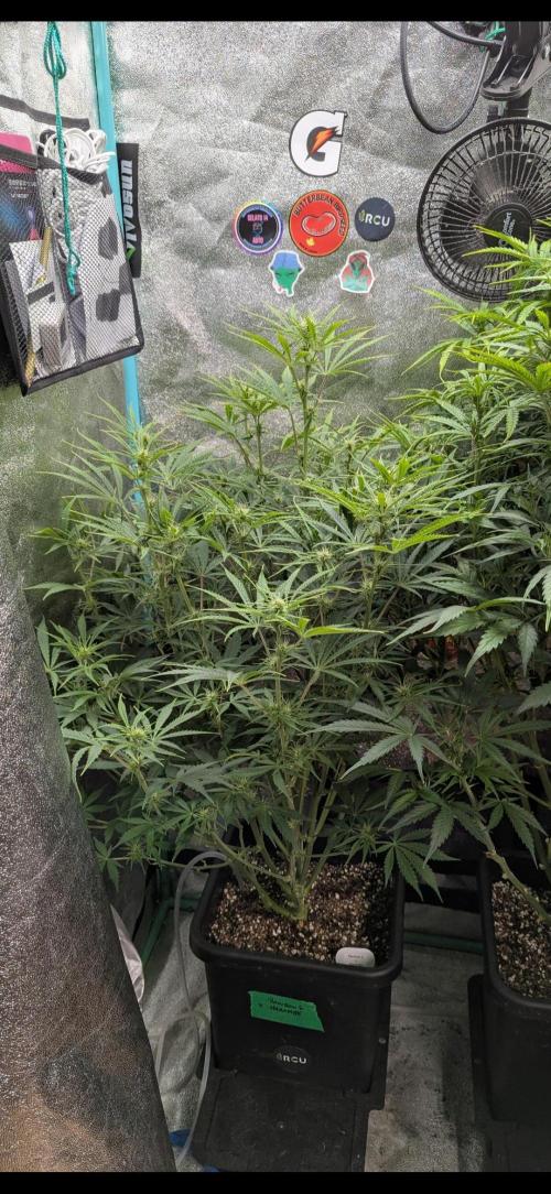 Rainambe - Harambe x Rainbow 6. Week 7 - Day 44