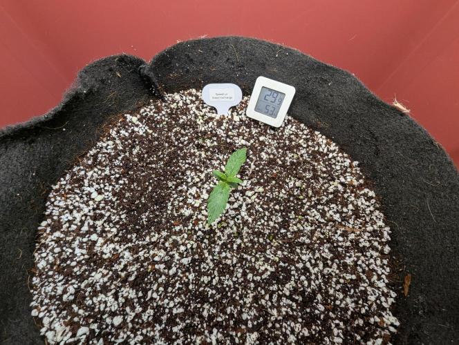 Grand Exchange  speedrun. Week 1 - Day 5 