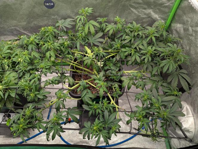 CBD Auto - Butterbean Birdseed. Week 4 - Day 27