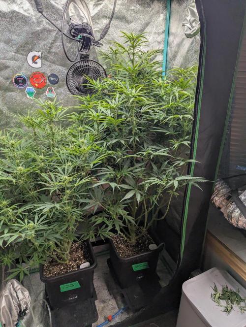 Gorilla Skunk- Harambe x Northern Skunk. Week 7 - Day 45